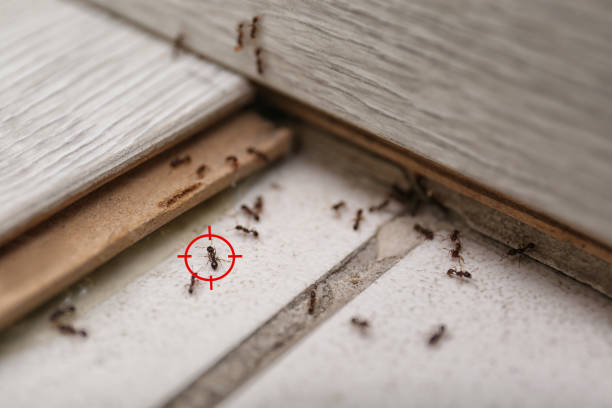 Best Flea Control Services  in Hayfork, CA