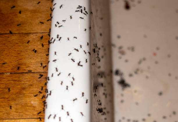 Best Termite Control Services  in Hayfork, CA