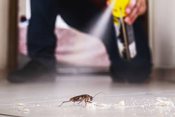 Best Ant Control Services  in Hayfork, CA